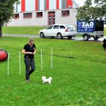 Sportovní kynologie a agility