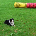 Sportovní kynologie a agility