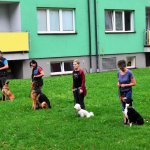 Sportovní kynologie a agility