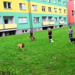 Sportovní kynologie a agility