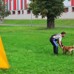 Sportovní kynologie a agility
